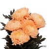 小菊 | 牡丹菊橙色【人工吸染，有色差，慎重下单】 商品缩略图3