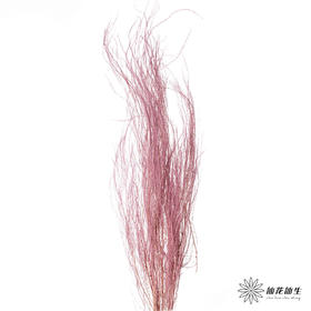 永生花材 | 龙须草香芋色