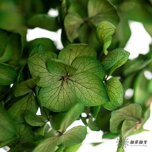 永生绣球 | 松绿色 商品图3