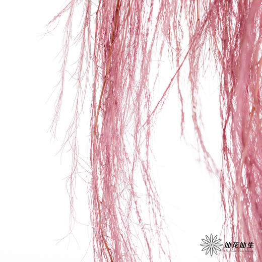 永生花材 | 龙须草香芋色 商品图1