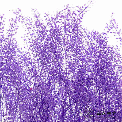 永生花材 | 翠扇紫色 商品图1