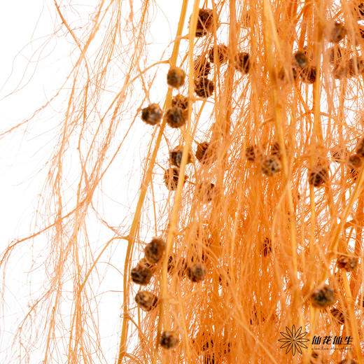 永生花材 | 龙须草橙色 商品图1