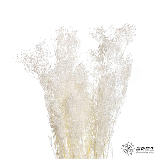 永生花材 | 翠扇白色 商品图2