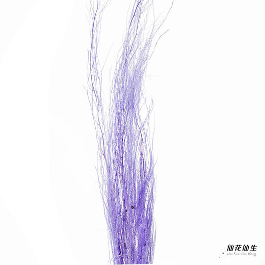 永生花材 | 龙须草紫色 商品图3