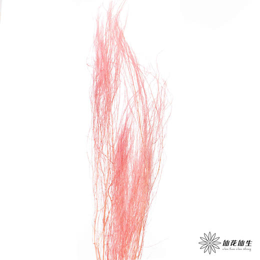 永生花材 | 龙须草樱花粉 商品图0