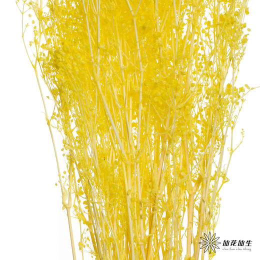 永生花材 | 翠扇柠檬黄 商品图2