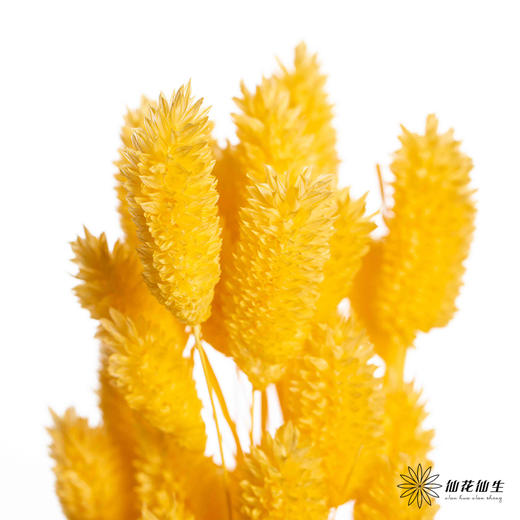 永生花材 | 小兔尾黄色 商品图1