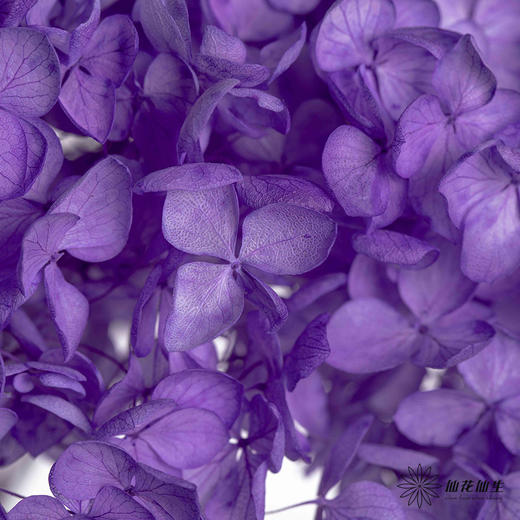 永生绣球 | 紫色 商品图3