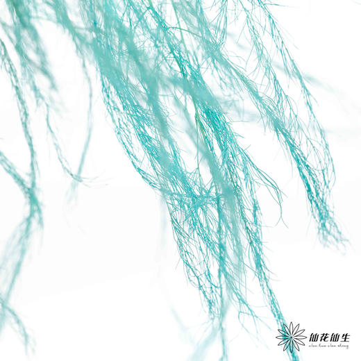 永生花材 | 龙须草蒂芙尼蓝 商品图3