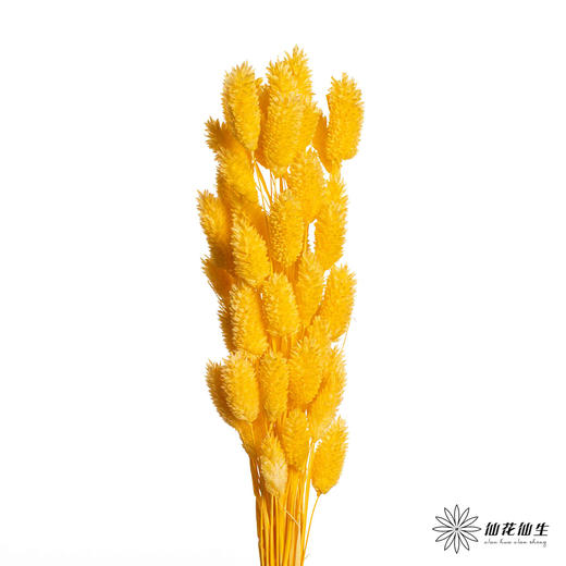 永生花材 | 小兔尾黄色 商品图0