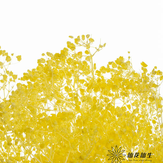 永生花材 | 翠扇柠檬黄 商品图1