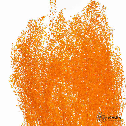 永生花材 | 翠扇三文鱼 商品图2