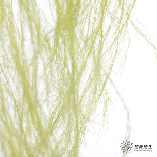 永生花材 | 龙须草青柠色 商品图3