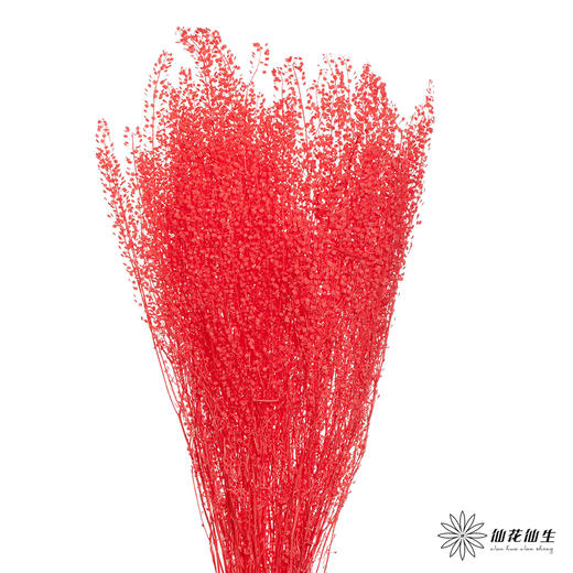 永生花材 | 翠扇红色 商品图2