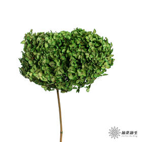 永生绣球 | 松绿色