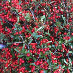 火棘果（红色）