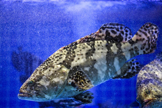 【鲜活】老虎斑 石斑鱼  一条2斤左右（需现称） 商品图2