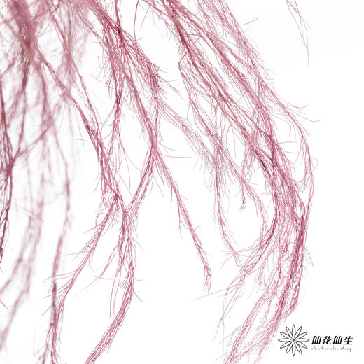 永生花材 | 龙须草香芋色 商品图2