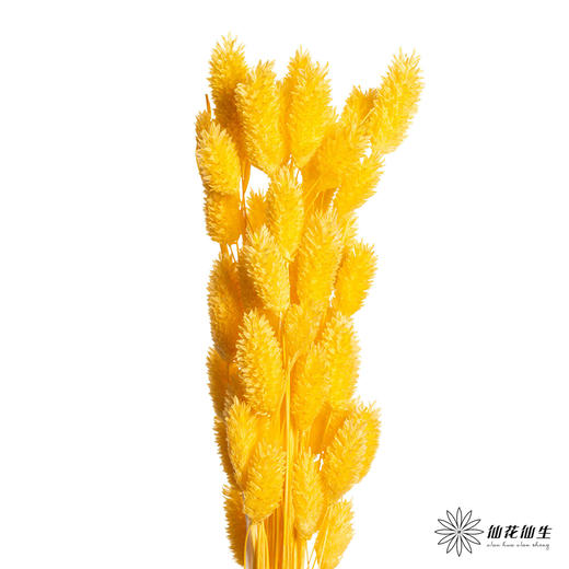 永生花材 | 小兔尾黄色 商品图2