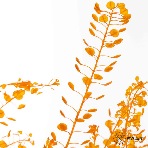 永生花材 | 翠扇三文鱼 商品图1