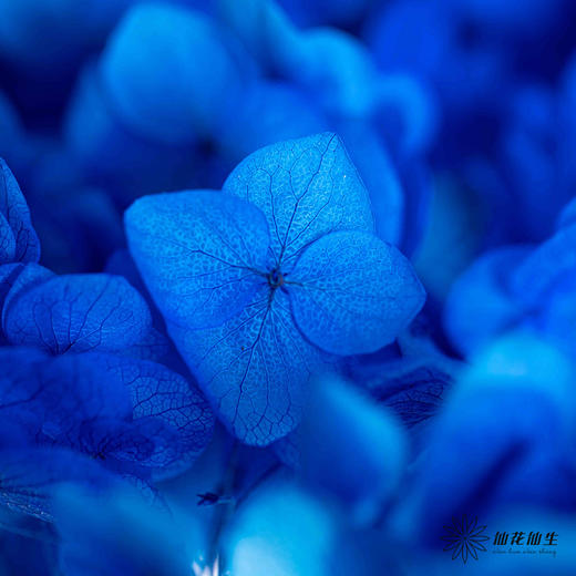 永生绣球 | 海军蓝色 商品图3