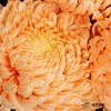 小菊 | 牡丹菊橙色【人工吸染，有色差，慎重下单】 商品缩略图1