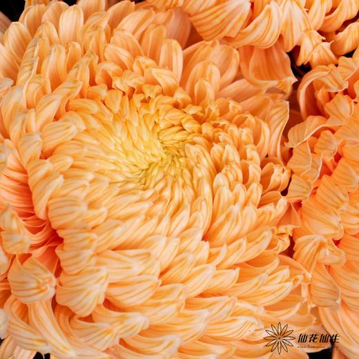 小菊 | 牡丹菊橙色【人工吸染，有色差，慎重下单】 商品图1