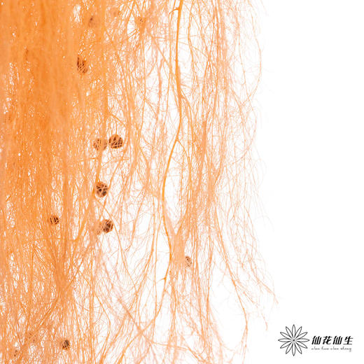 永生花材 | 龙须草橙色 商品图2