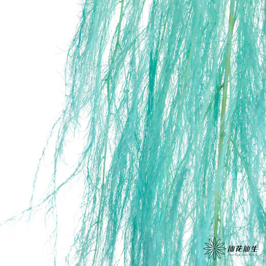 永生花材 | 龙须草蒂芙尼蓝 商品图1