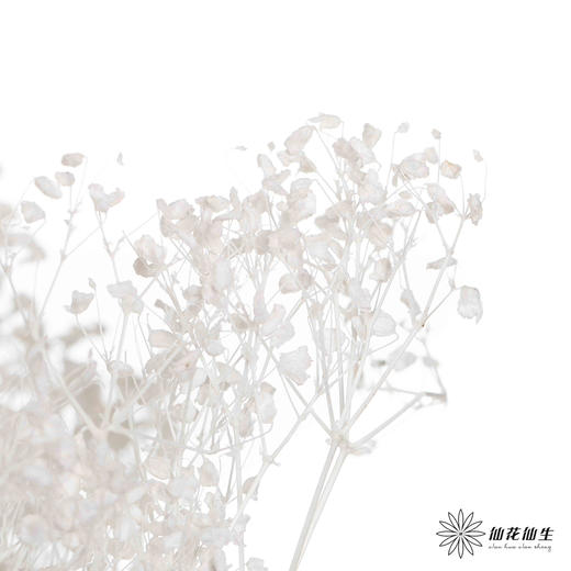 永生花材 | 翠扇白色 商品图3