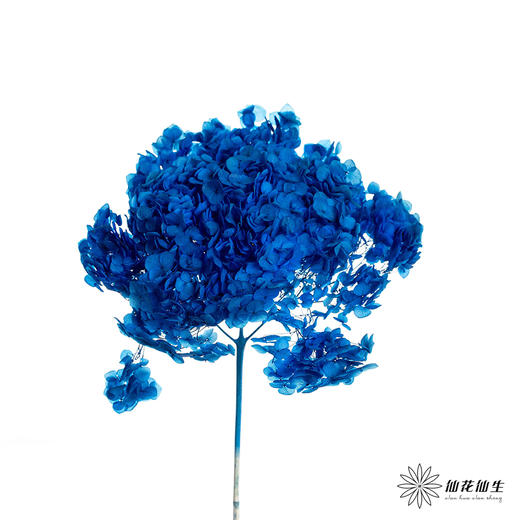 永生绣球 | 海军蓝色 商品图0