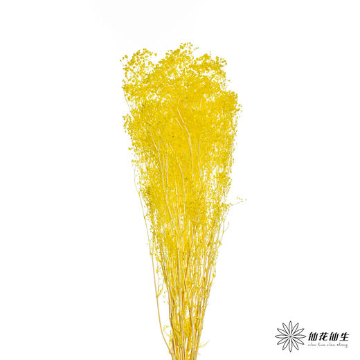 永生花材 | 翠扇柠檬黄 商品图0