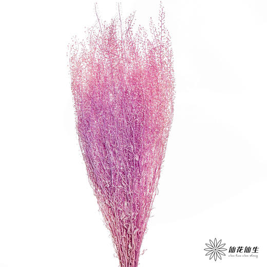 永生花材 | 翠扇粉紫色 商品图0