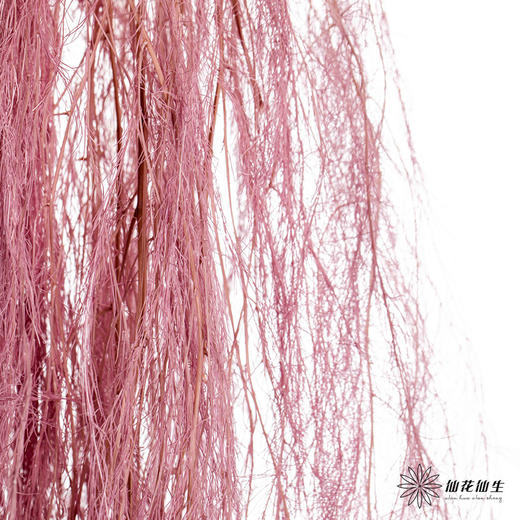 永生花材 | 龙须草香芋色 商品图3