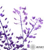 永生花材 | 翠扇紫色 商品缩略图3