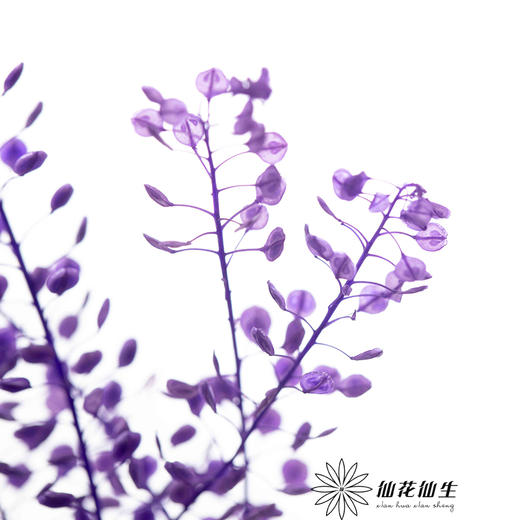 永生花材 | 翠扇紫色 商品图3