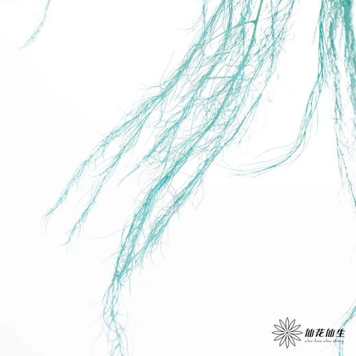 永生花材 | 龙须草蒂芙尼蓝 商品图2