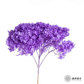 永生绣球 | 紫色