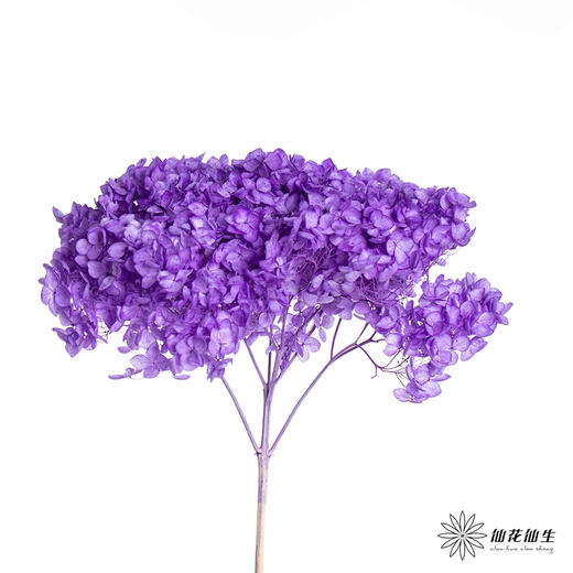 永生绣球 | 紫色 商品图0