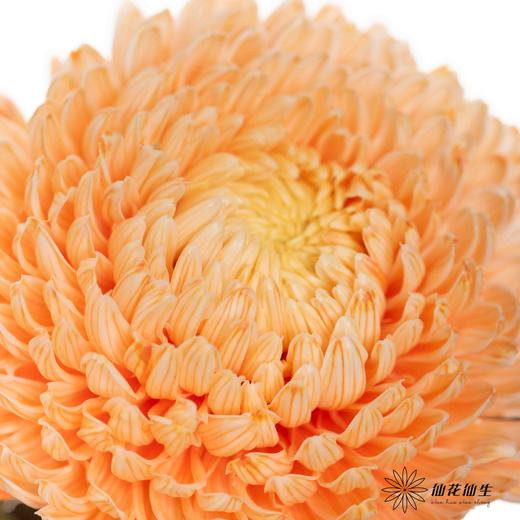 小菊 | 牡丹菊橙色【人工吸染，有色差，慎重下单】 商品图2