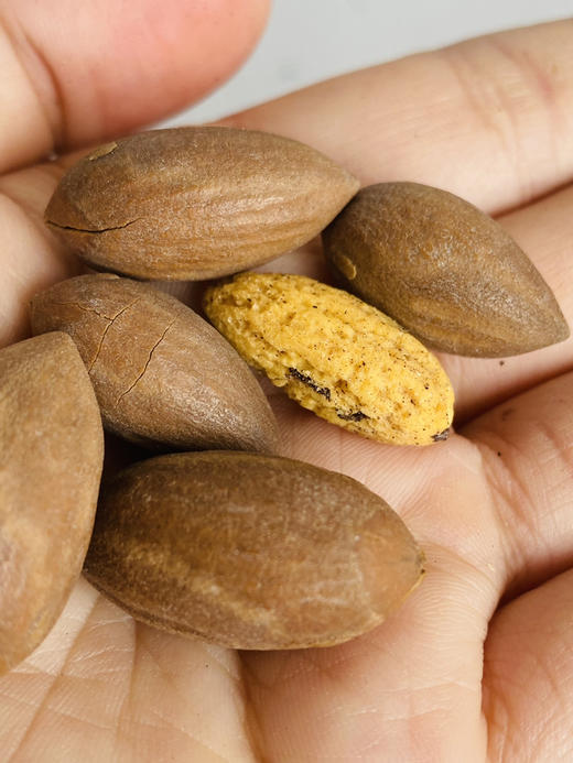 2025年新货·枫桥香榧 十年树木，方成一果，浓郁芬芳，香气扑鼻 商品图3