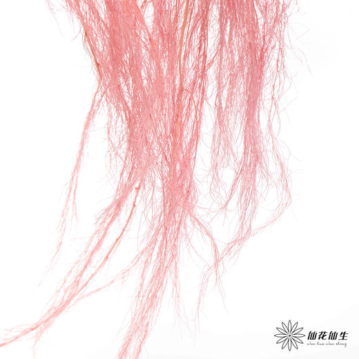 永生花材 | 龙须草樱花粉 商品图3