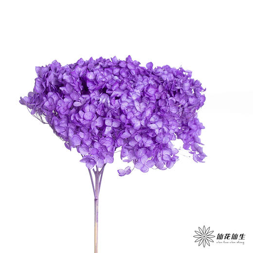 永生绣球 | 紫色 商品图2