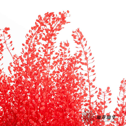 永生花材 | 翠扇红色 商品图1
