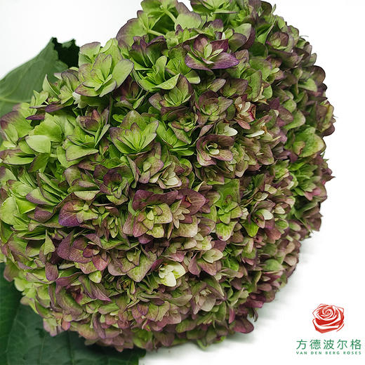 市场绣球 重瓣安妮 1枝 商品图2