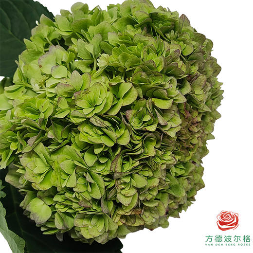 市场绣球 重瓣青秋 1枝 商品图1