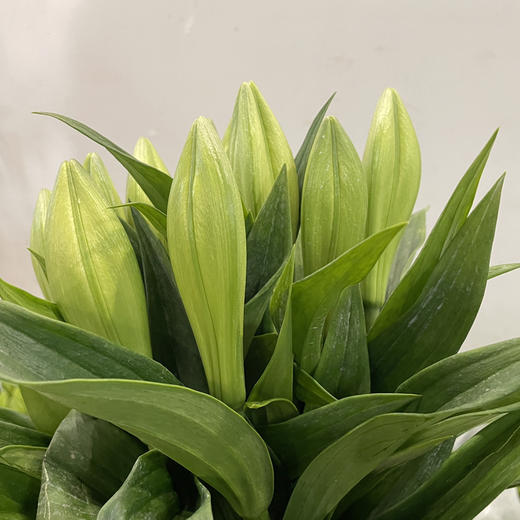 亚百合·白铁炮 商品图1