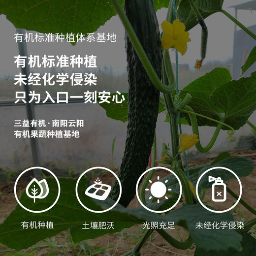 河南南阳有机黄瓜|有机认证 不使用农药、激素、化肥 产地直发 3斤/5斤 商品图2