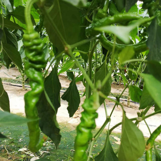 辣椒(陇椒） 商品图1