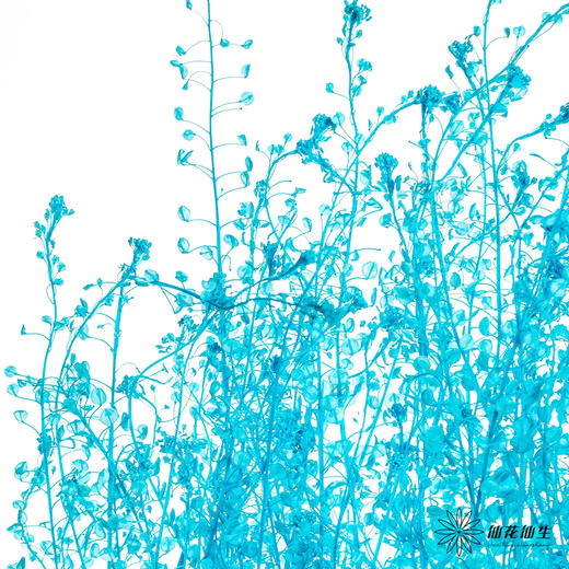 永生花材 | 翠扇蒂芙尼蓝 商品图2